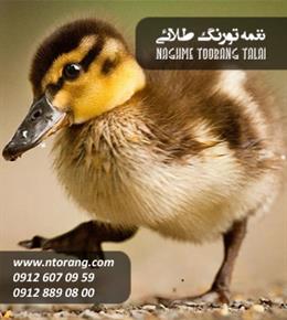 فروش جوجه اردک صغیر